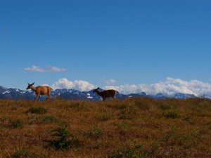 hurrican-ridge-deer-43340  